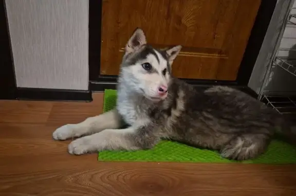 Найден щенок хаски, Дзержинско...