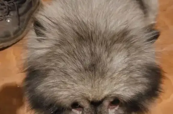 Собака найдена, ул. Космонавто...