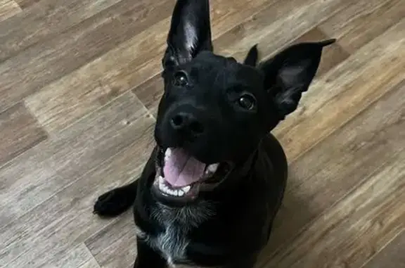 Найдена собака на проспекте 60 лет СССР - photo