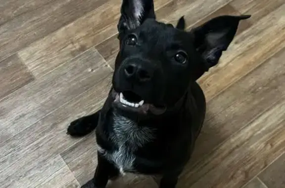 Найдена собака, Липецк, фото: Найдена собака на проспекте 60 лет СССР