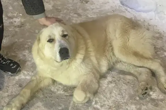 Алабая нашли: ул. Мира 20, Вол...