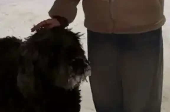 Собака найдена: ул. Дачная 206...