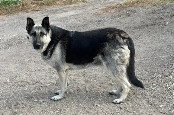 Собаки потеряшки, Новая Мыза, фото: Потеряшка собака в Новая Мыза, Тула