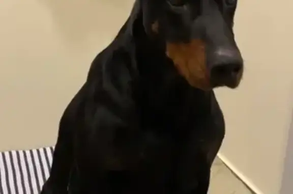 Найдена собака, Майкоп, Шоссей...