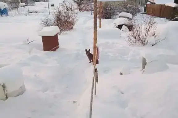 Собака найдена у СНТ 