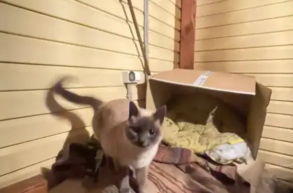 Найдена кошка, Заволжское, фото: Кошка найдена в Ярославле, Заволга