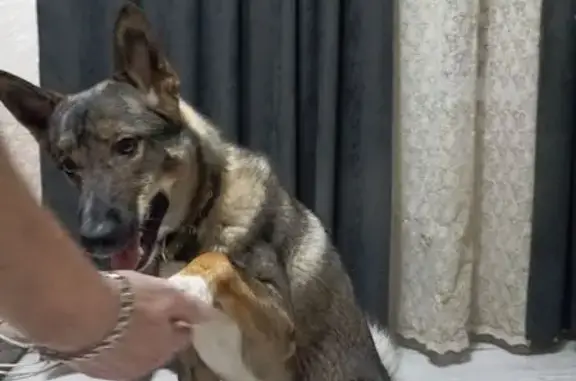 Пропала собака, снт Шинник, ул. Центр. 106 - photo