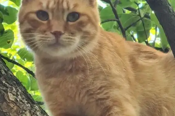 Пропала кошка, Чертковский пер., 14, Ростов - photo