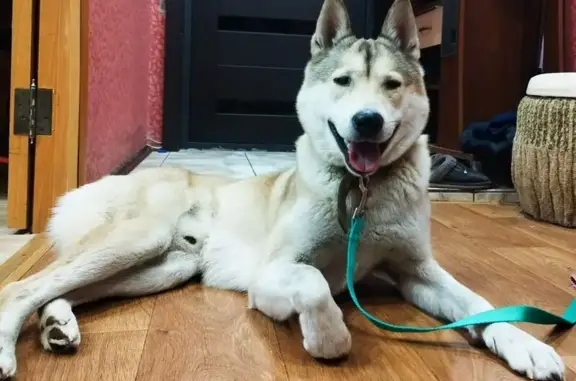 Найдена собака, Красноярск, фото: Лайка найдена на Крайней (Енисей), Красноярск