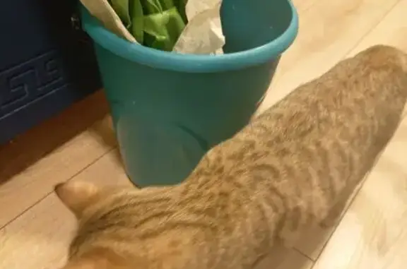 Пропала кошка, Красный проспект, Нск - photo