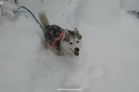 Пропала собака, Лесколовское поселение - photo