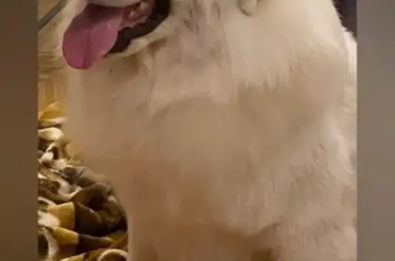 Пропала собака в д. Карабаново, МО - photo