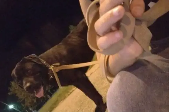 Пропала черная собака, Шаумяна 10, Армавир - photo