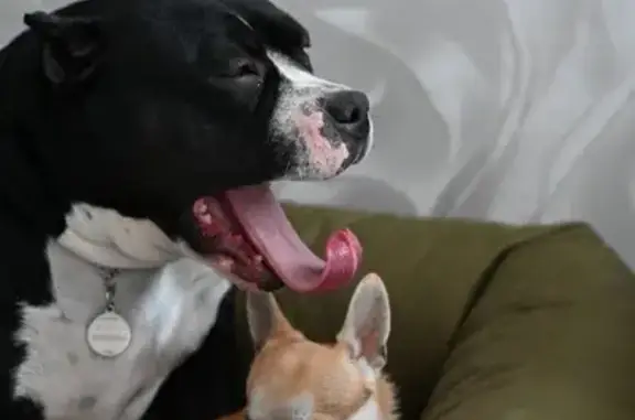 Собаки потеряшки, Домодедово, фото: Потеряшка собака, Домодедово