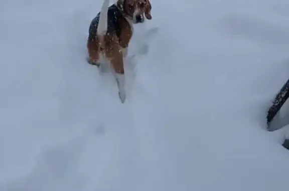 Пропала собака, ул. Пушкина, 30, Лабинск - photo