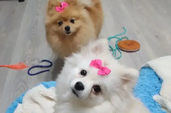 Пропала собака, Совхозная ул., Москва - photo