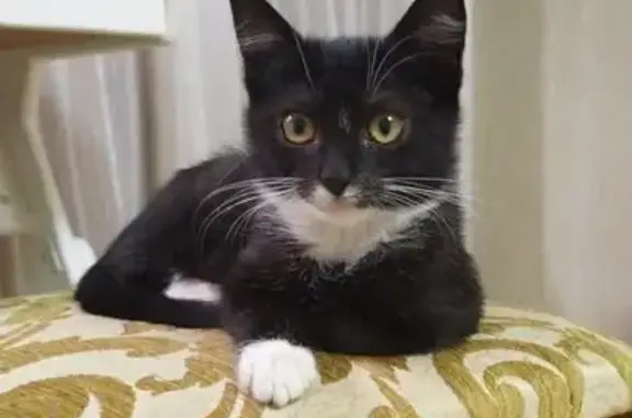 Пропала кошка на ул. Тельмана, 3, Туапсе - photo