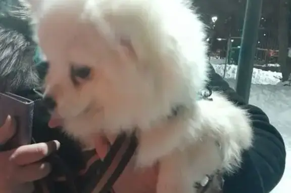 Найдена собака, Москва, фото: Собака найдена: Краснодонская ул, Москва