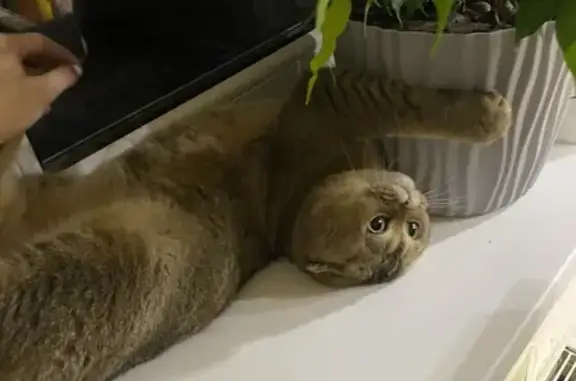 Пропала кошка, Южная ул., Можга - photo