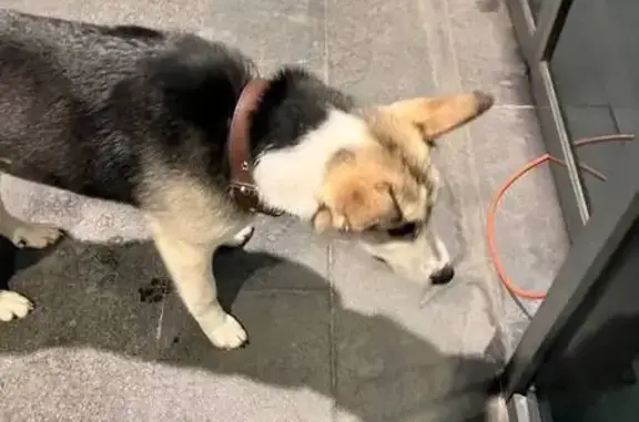 Найдена собака, Томилино, фото: Собака найдена: ул. Гаршина, 26/1, Томилино