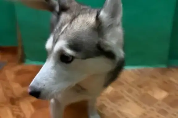 Найдена собака, Дзержинск, фото: Собака найдена, ул. Матросова 32, Дзержинск