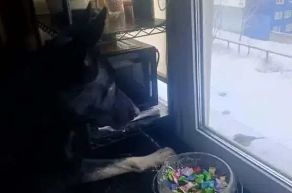 Пропала собака, Силикатная 33В, Мытищи - photo