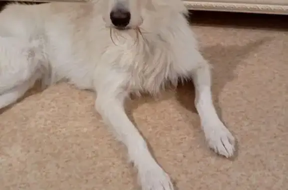 Пропала собака, ул. Комарова, 1А к3, Новотроицк - photo