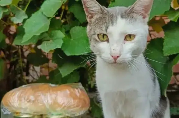 Пропала кошка, Боевой пер., Ростов-на-Дону - photo