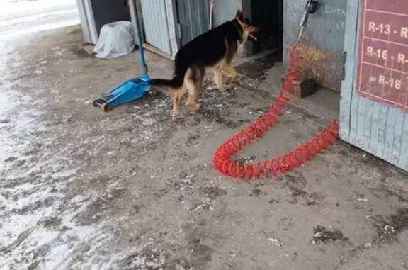 Найдена собака, Владикавказ, фото: Найдена овчарка, Доватора 8А, Владикавказ