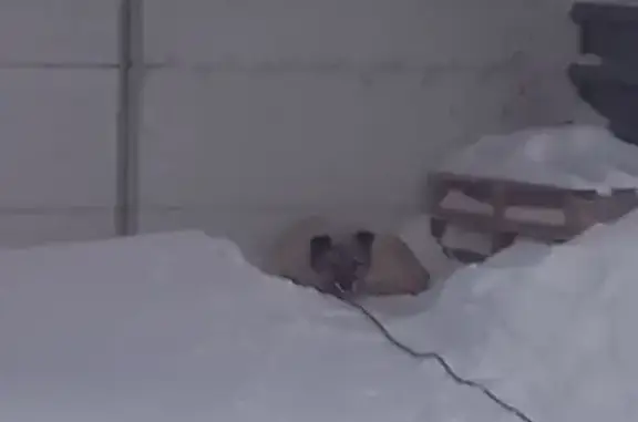 Собака найдена: пр. Ленина, 217 с2, Томск - photo