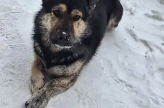 Найдена собака, Иркутск, фото: Собака найдена: ул. Касьянова, 24, Иркутск