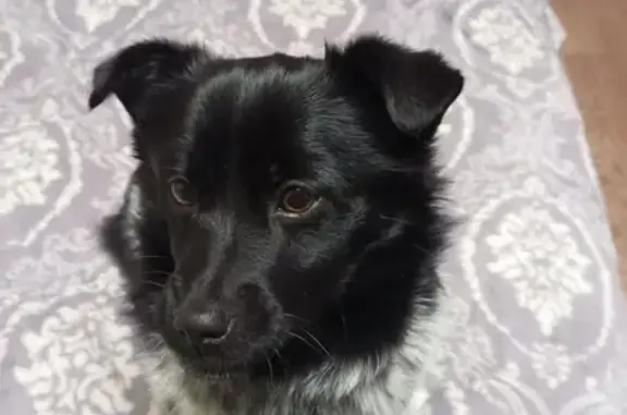 Найденные животные Саратов, фото: Собака найдена у больницы, Соколовая 306