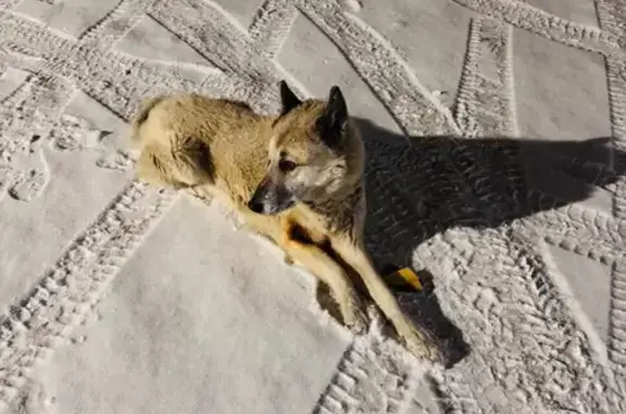 Найденные животные Челябинск, фото: Собака найдена: Блюхера, Челябинск