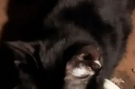 Найденные животные Тверь, фото: Кошка найдена, ул. Строителей, Тверь