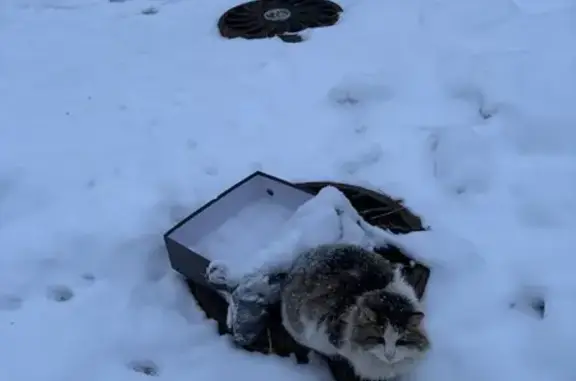 Найдена кошка, Екатеринбург, фото: Найдена кошка, ул. 8 Марта, 41, Екатеринбург