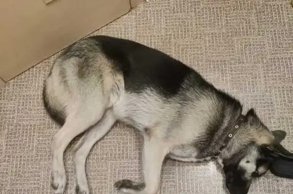 Пропала собака, 15-я линия, Ленобласть - photo