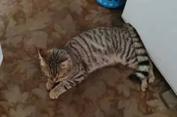 Пропал кот Бакс, Челябинск, ул. Садовая, 581 - photo