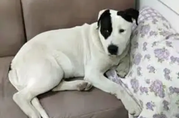 Найдена собака, Пятигорск, фото: Собака найдена на ул. Кучуры, Пятигорск