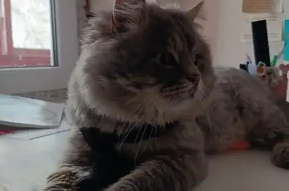 Пропал серый кот, Пролетарская 132, Майкоп - photo