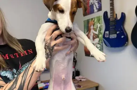 Найденные животные Екатеринбург, фото: Найден джек рассел, Комсомольская 71М