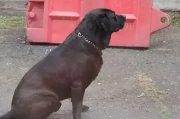 Пропал чёрный лабрадор, ул. Мурлычёва, 63 - photo