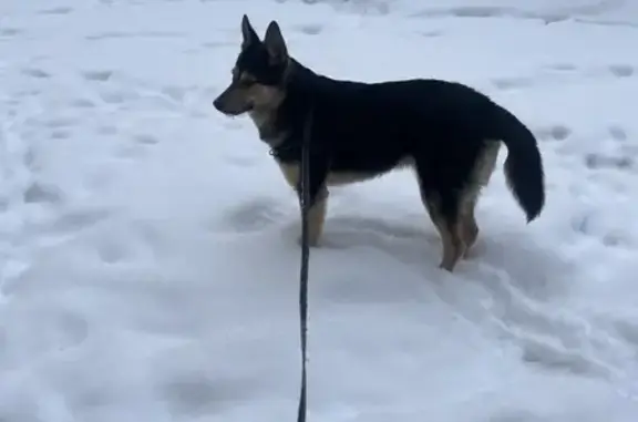 Найденные животные Екатеринбург, фото: Собака найдена на ул. Ломоносова, Уралмаш