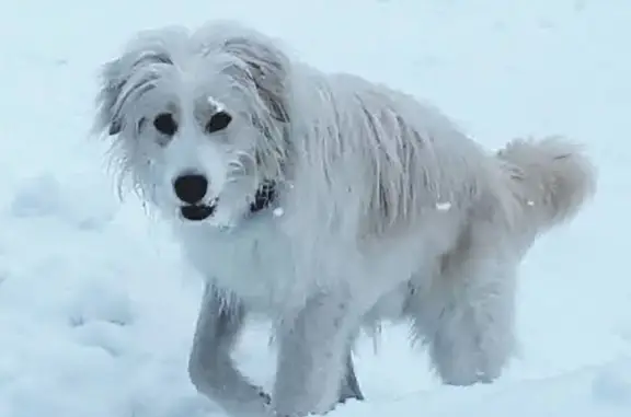 Собаки потеряшки, Красносельское, фото: Потеряшка собака в СНТ Алеко-3, Владимирская обл.