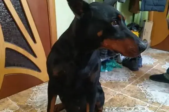 Найдена собака, Майкоп, фото: Доберман найдена: Шоссейная ул., 66, Майкоп