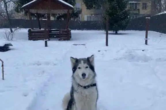 Пропала хаски и лайка, ул. Губкина, 9, Муром - photo