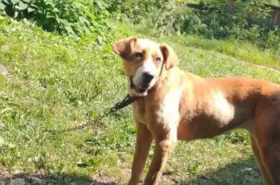 Собаки потеряшки, Уфа, фото: Потеряшка собака, Уфа, Бородинская 19