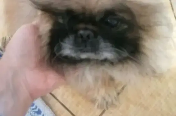 Найдена собака, Подгорная, фото: Найден рыжий пикенес, Комсомольская ул.