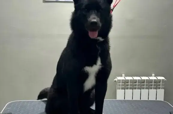 Пропала собака на ул. Губкина, Муром - photo