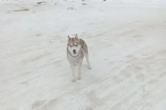 Найдена собака, Кривское, фото: Хаски найдена в СНТ Кривское, Калуга