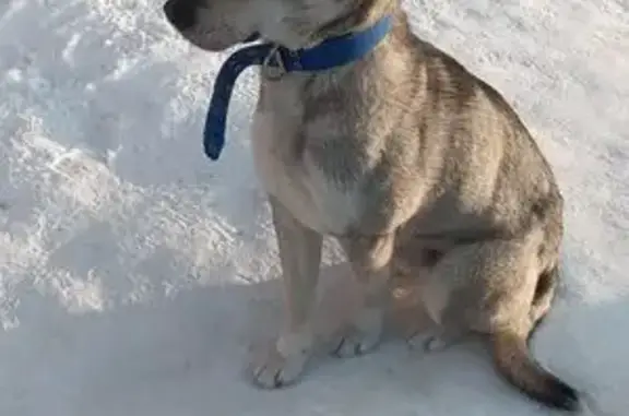 Собака найдена, ул. Тимакова, 17, Томск - photo